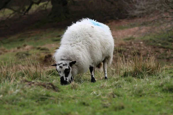 Вівці з баранини в зеленому полі, в Валлійська сільській місцевості — стокове фото