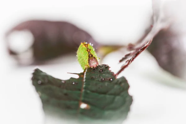 Curled up caterpillar isolated on a white background