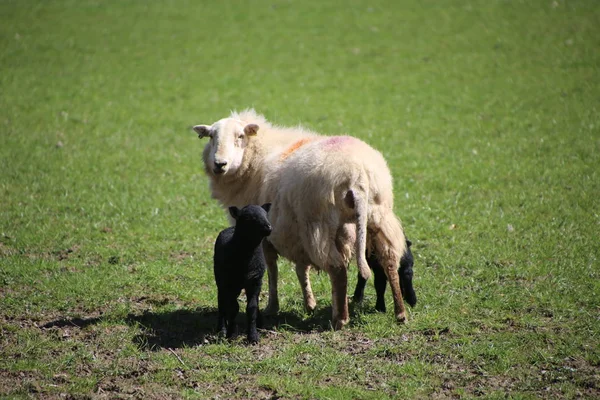 Ovelhas, mãe e cordeiros durante a primavera em novilhas . — Fotografia de Stock