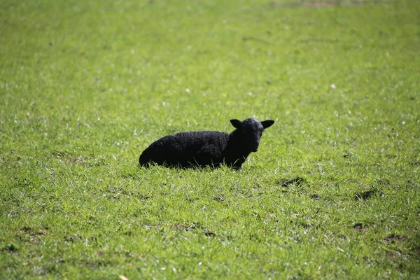 Ovelhas, mãe e cordeiros durante a primavera em novilhas . — Fotografia de Stock