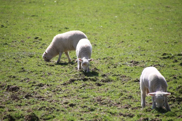 Ovelhas, mãe e cordeiros durante a primavera em novilhas . — Fotografia de Stock