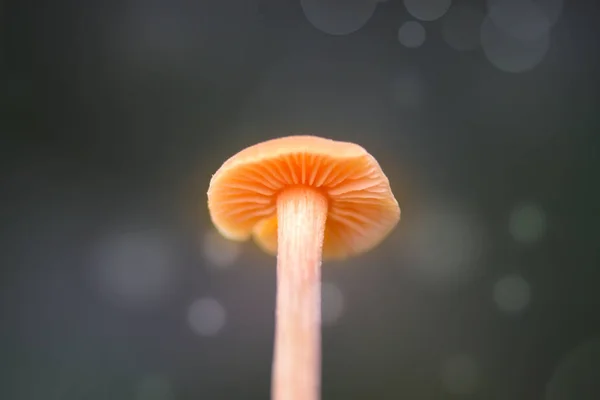 Verträumtes und mystisches Pilz-Makro - Lichtquelle hinter Pilzen — Stockfoto
