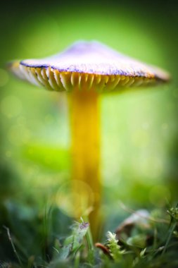 Rüya gibi ve mistik mantar makro - mantar arkasında ışık kaynağı