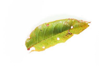 sonbahar makro bırakır. Izole sonbahar beyaz arka plan üzerinde yaprakları düştü