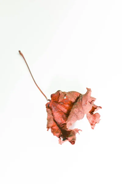 Autumn leaves macro. Isolated autumn fallen leaves over white background — Stock Photo, Image