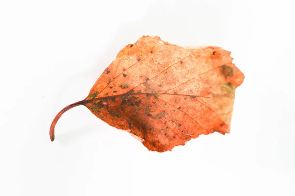 Autumn leaves macro. Isolated autumn fallen leaves over white background — Stock Photo, Image