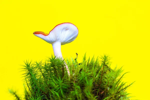 Isolated mushroom over yellow with green moss, enchanted fairytale mushroom — Stock Photo, Image