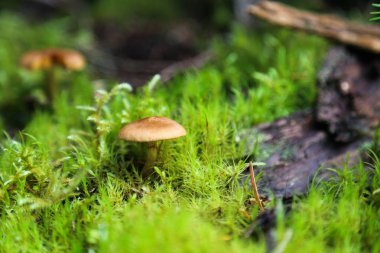 Rüya gibi ve mistik mantar makro - mantar arkasında ışık kaynağı