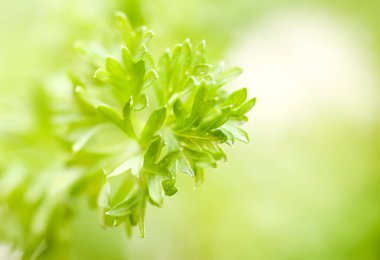 Yeşil maydanoz - kopyalama alanı ile soyut arkaplan bulanıklığı