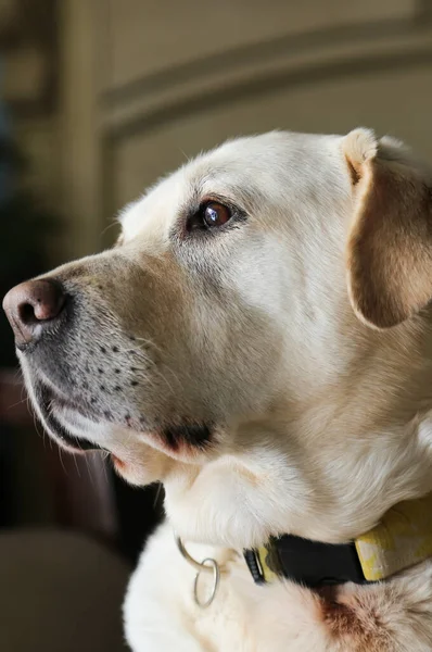 Labrador retriever posing, mature golden labrador dog — Stock Photo, Image