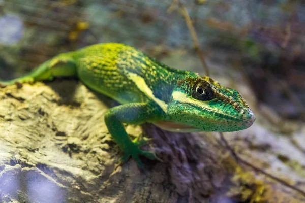 Green Lizard Green Lizard closeup — Stockfoto