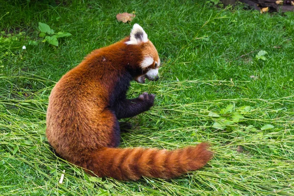 Le panda rouge ou petit panda Ailurus fulgens — Photo