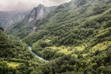 Dağ nehir Tara ve Karadağ'daki orman