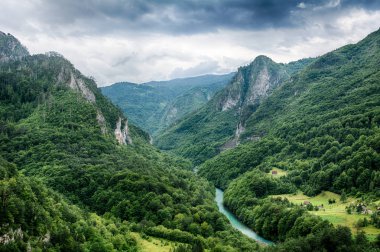 Dağ nehir Tara ve Karadağ'daki orman
