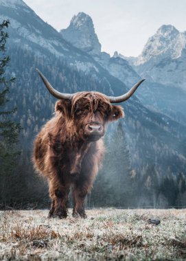 Highland sığır önünde büyük tepeler