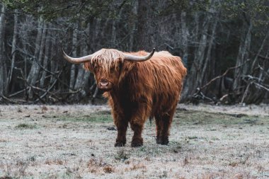 Highland sığır donmuş çayır üzerinde