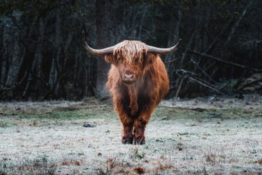 Highland sığır donmuş çayır üzerinde