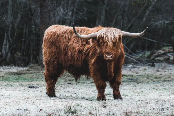 Highland sığır donmuş çayır üzerinde