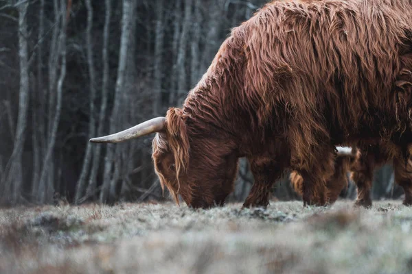 Highland bydło pasące się na łące lasu — Zdjęcie stockowe