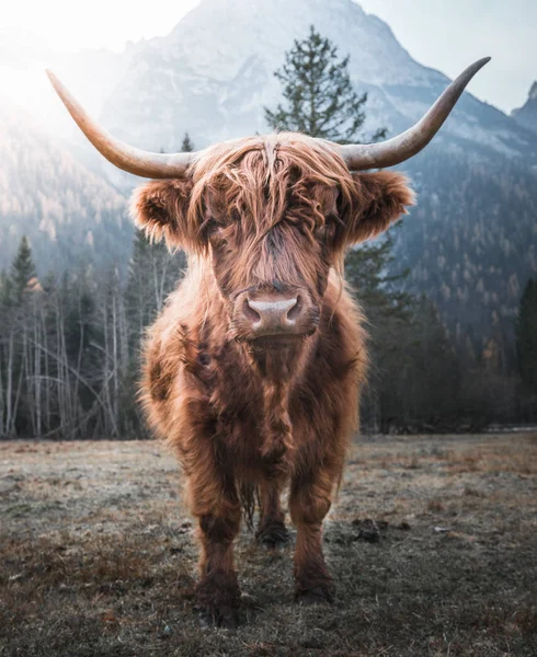 Highland Cattle i morgon solen — Stockfoto