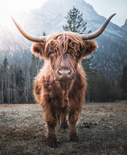 Highland Cattle in the Morning Sun