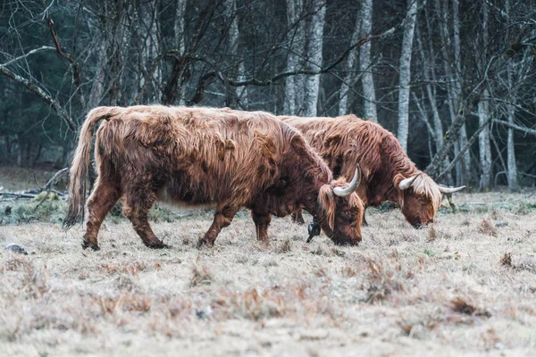 Highland orman çayır üzerinde otlatma sığır