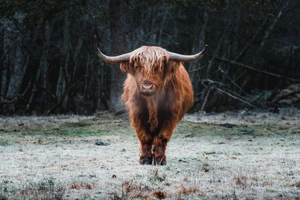 Highland sığır donmuş çayır üzerinde
