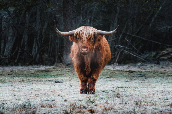 Highland Cattle on frozen Meadow