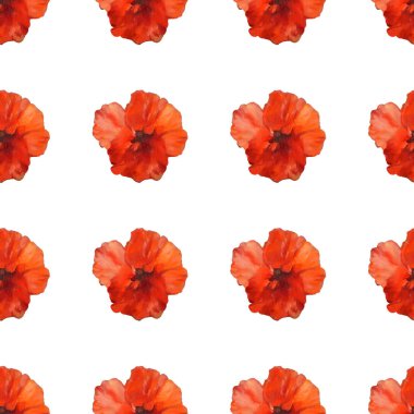 haşhaş çiçekleri seamless modeli üzerinde beyaz background.handmade tuval üzerine yağlıboya