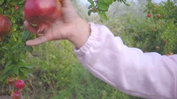 Una mano de niño trata de rasgar un granate fresco en el jardín — Vídeo de stock