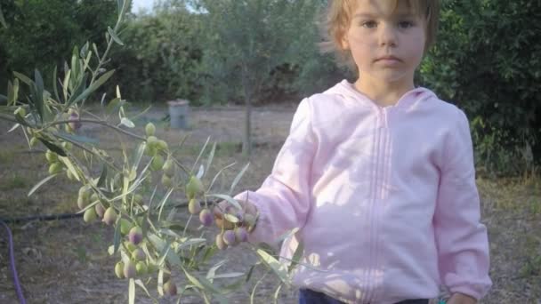 Kleine baby op lichtroze plukken de vruchten van de olijfboom — Stockvideo
