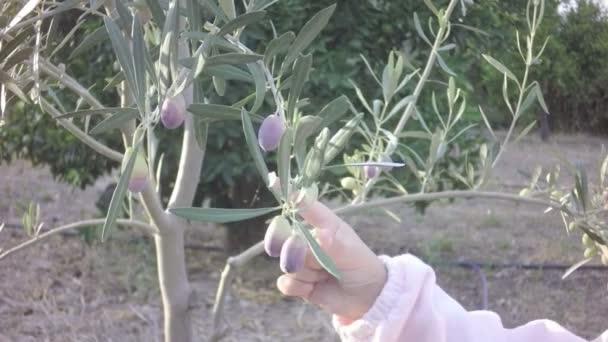 Mão de um pequeno bebê em rosa claro pegar o fruto da oliveira — Vídeo de Stock