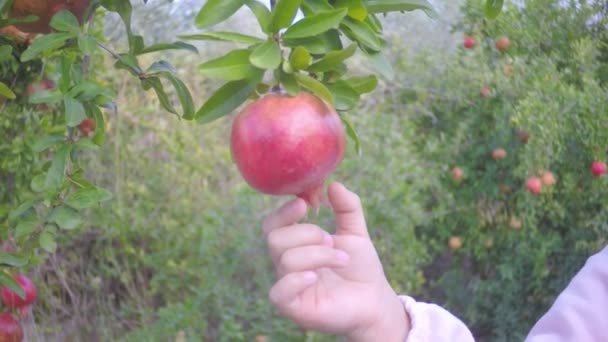 Ruka malé dítě snaží zralé granátové jablko ovoce v zahradě — Stock video