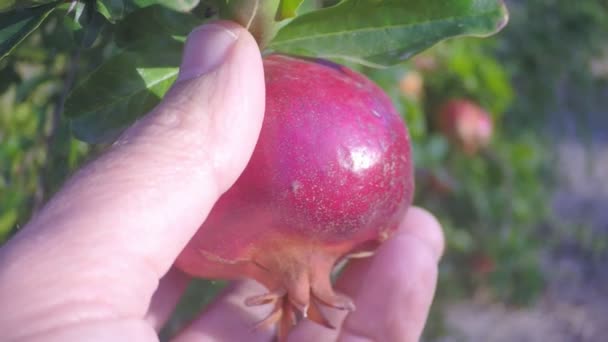 Hand scheurt een rijpe granaatappel uit een boom in de tuin — Stockvideo
