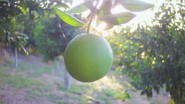 Sun rays are poured onto an unripe green orange — Stock Video