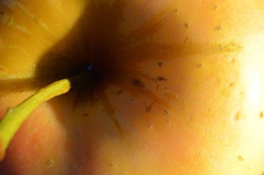 güneş tarafından aydınlatılan sarı bir elma küçük bir parçası