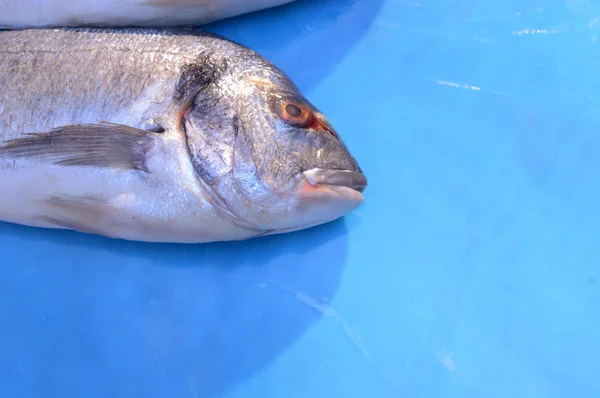 Deux poissons dorado sur un verre bleu — Photo