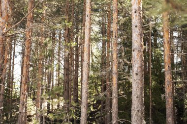Bahar günü Bansko, Bulgaristan, çam ormanı. Orman ağaçları. Doğa yeşil ahşap güneş ışığı arka planları