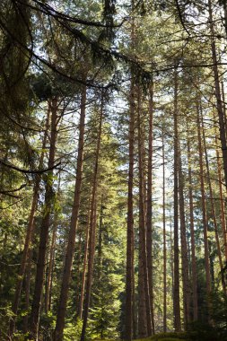 Bahar günü Bansko, Bulgaristan, çam ormanı. Orman ağaçları. Doğa yeşil ahşap güneş ışığı arka planları.