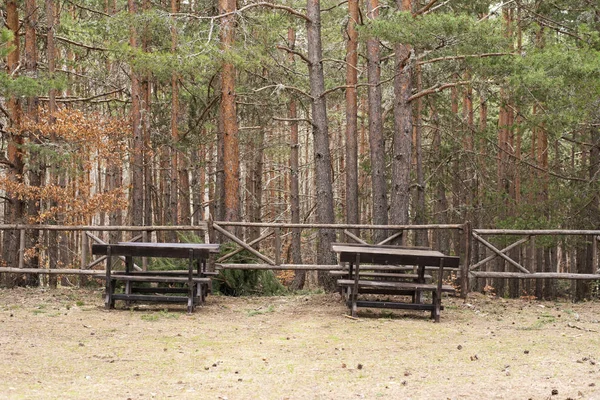 Camping in summer. Wooden benches in the forest. Picnic in the forest. Convenience among nature. Table and benches surrounded by wild forest. Furniture in the pine forest