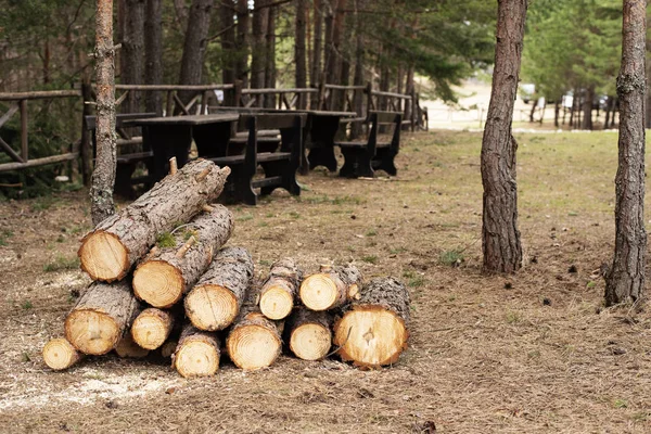 Pine wood logs in forest