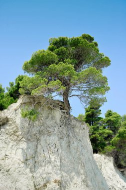 Conero, bölgesel park, Marche İtalya, sahil çamı