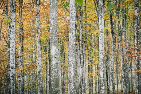 Vacker Utsikt Över Lummig Bokskog Hösten — Stockfoto