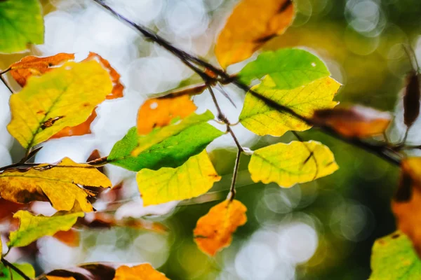 Vista Vicino Della Foresta Faggio Autunnale Gialla — Foto Stock