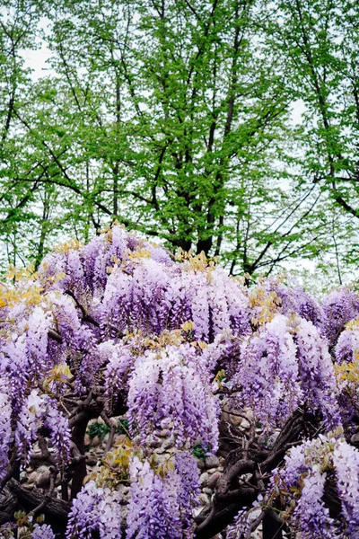 Primer Plano Flor Glicina Primavera — Foto de Stock