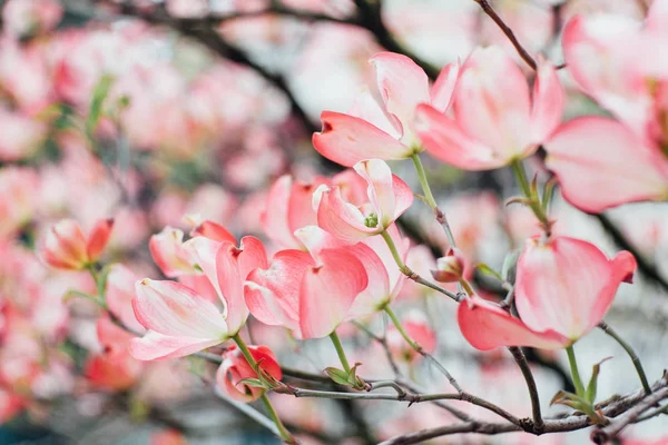 Primer Plano Sobre Floración Del Cornus Florida Primavera — Foto de Stock