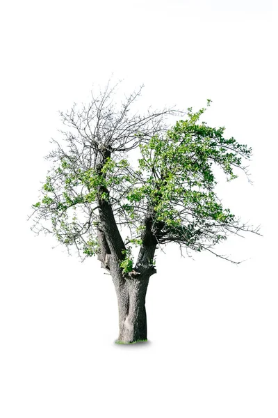 白色背景上的树 — 图库照片
