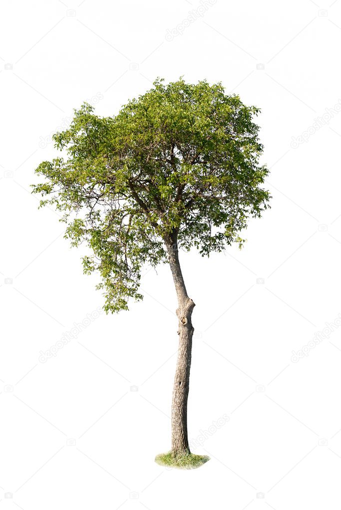 tree on a white background
