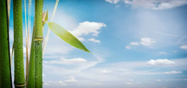 Plantas Bambú Sobre Fondo Cielo Soleado —  Fotos de Stock