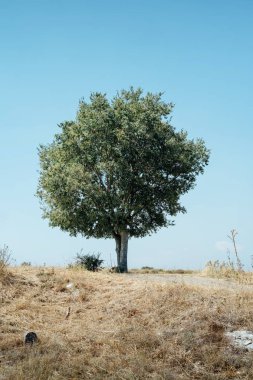 kuru çim alanında ağaç, güney İtalya